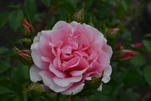 DSC_0028 (1) (1).webp DSC_0028 (1) (1).webp