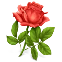 2_8.webp