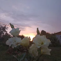 IMG_20220905_184938.jpg IMG_20220905_184938.jpg