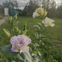 IMG_20220901_173429.jpg IMG_20220901_173429.jpg