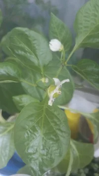 IMG-20230502-WA0005.webp IMG-20230502-WA0005.webp