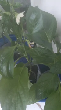 IMG-20230502-WA0003.webp IMG-20230502-WA0003.webp