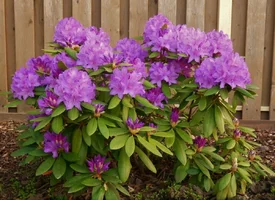 1650575605_49-vsegda-pomnim-com-p-kak-viglyadit-tsvetok-rododendron-foto-56.webp