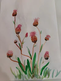 Настя Корс.webp