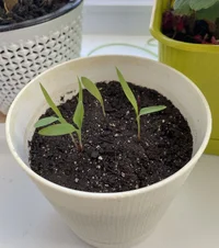 IMG_9478.webp IMG_9478.webp