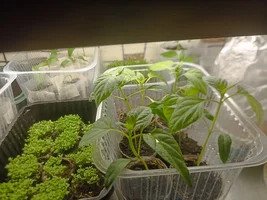 IMG_20240316_202521.jpg IMG_20240316_202521.jpg