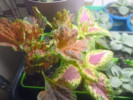 IMG_20240316_202532.webp IMG_20240316_202532.webp