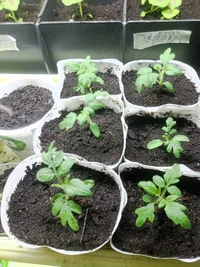 IMG_20240316_202540.webp IMG_20240316_202540.webp