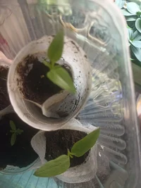 IMG_20240316_211132.webp IMG_20240316_211132.webp