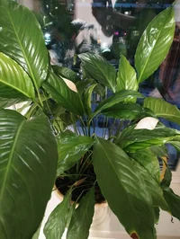 IMG20240325201628.webp IMG20240325201628.webp