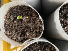 IMG_9539.jpeg IMG_9539.jpeg