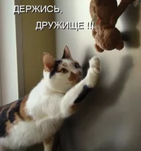 1681913929_sneg-top-p-derzhis-kartinki-prikolnie-instagram-14.webp 1681913929_sneg-top-p-derzhis-kartinki-prikolnie-instagram-14.webp