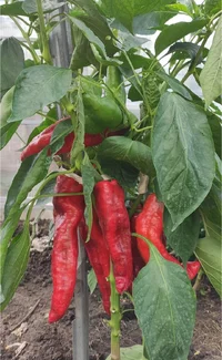 IMG_20240402_121651.webp IMG_20240402_121651.webp