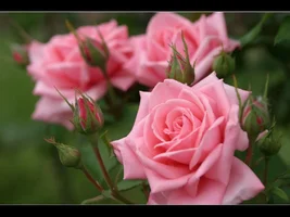 flower_00603.webp flower_00603.webp