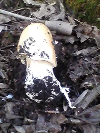 грибы 003.webp грибы 003.webp