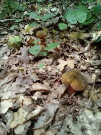 2016-06-14 10-13-25.webp