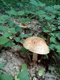 2016-06-14 12-04-59.webp