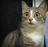 1628698707_13-p-kot-s-udivlennimi-glazami-foto-13.webp 1628698707_13-p-kot-s-udivlennimi-glazami-foto-13.webp