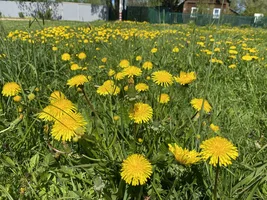 IMG_4721.jpeg IMG_4721.jpeg