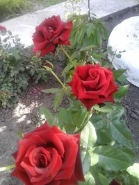 Фото с телефона 055.webp