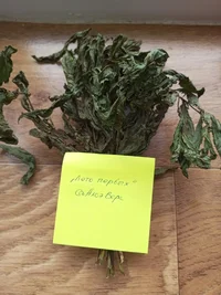 IMG_20240708_163706_383.webp IMG_20240708_163706_383.webp