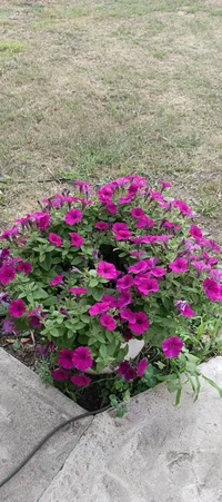 IMG_20240722_191511_277.webp