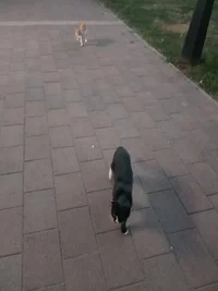 Изображение WhatsApp 2024-08-08 в 23.36.10_4cbf4e20.webp