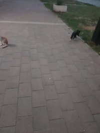 Изображение WhatsApp 2024-08-08 в 23.36.40_230220b8.webp