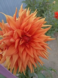 IMG_20240831_154049.jpg IMG_20240831_154049.jpg