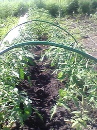 огород и смородина и первая годеция 041.webp