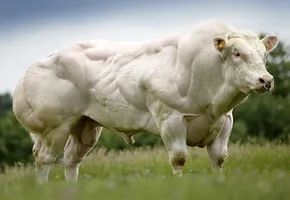 GOLUBAJa-mjaso.webp GOLUBAJa-mjaso.webp