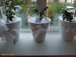 IMG20240911194045.webp