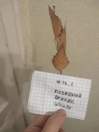 IMG_20241014_232633.webp IMG_20241014_232633.webp