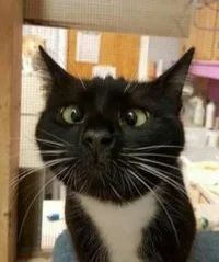 1736541-3af53069b007f091b7d5dcf0958a4c7d (1).webp