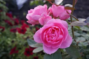 DSC04917.JPG DSC04917.JPG