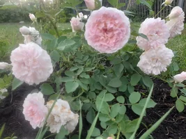 20240723_202506.jpg 20240723_202506.jpg