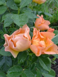 DSC_0115.JPG DSC_0115.JPG