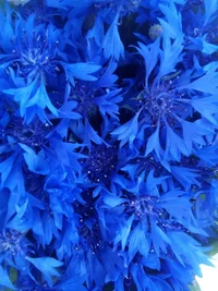 1677290981_bogatyr-club-p-vasilek-laguna-sinii-fon-pinterest-7.webp 1677290981_bogatyr-club-p-vasilek-laguna-sinii-fon-pinterest-7.webp