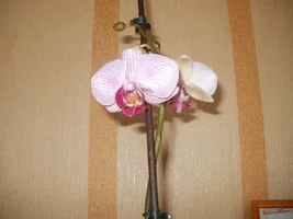 моя орхидея.webp