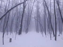 7236.webp