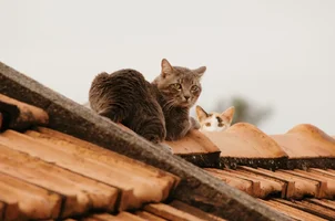 roof_cats_animals_photo_eyes_evil_gatos_mal-676938.webp