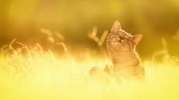 cats_on_sun_02.webp cats_on_sun_02.webp
