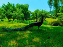 orig (17).png orig (17).png