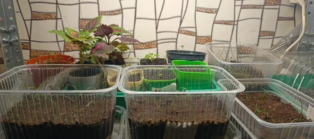 IMG_20250309_112527_134.webp IMG_20250309_112527_134.webp