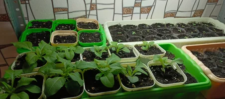 IMG_20250309_112537_714.webp IMG_20250309_112537_714.webp