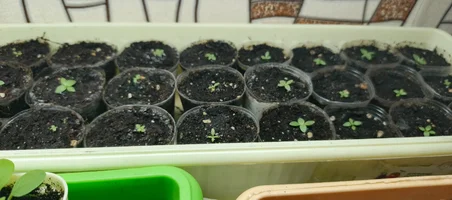 IMG_20250309_112544_883.webp IMG_20250309_112544_883.webp