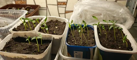 IMG_20250309_112622_397.webp IMG_20250309_112622_397.webp