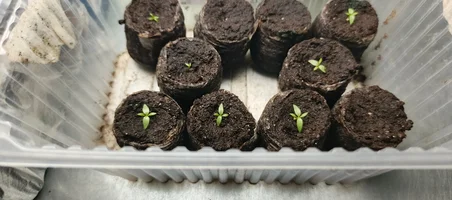 IMG_20250309_112837_301.webp IMG_20250309_112837_301.webp