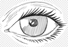 png-clipart-iris-eyebrow-sketch-eyes-face-people.webp