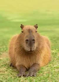 smiling-capybara-lying-on-grass-600nw-1964602390.webp